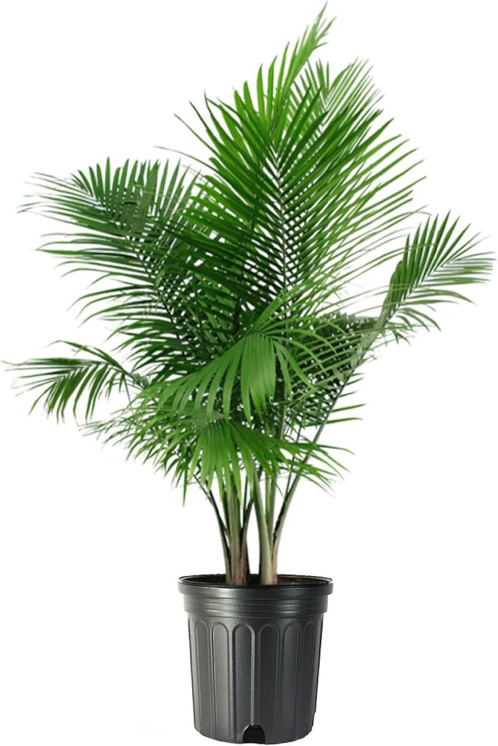 American Plant Exchange Majesty Palm