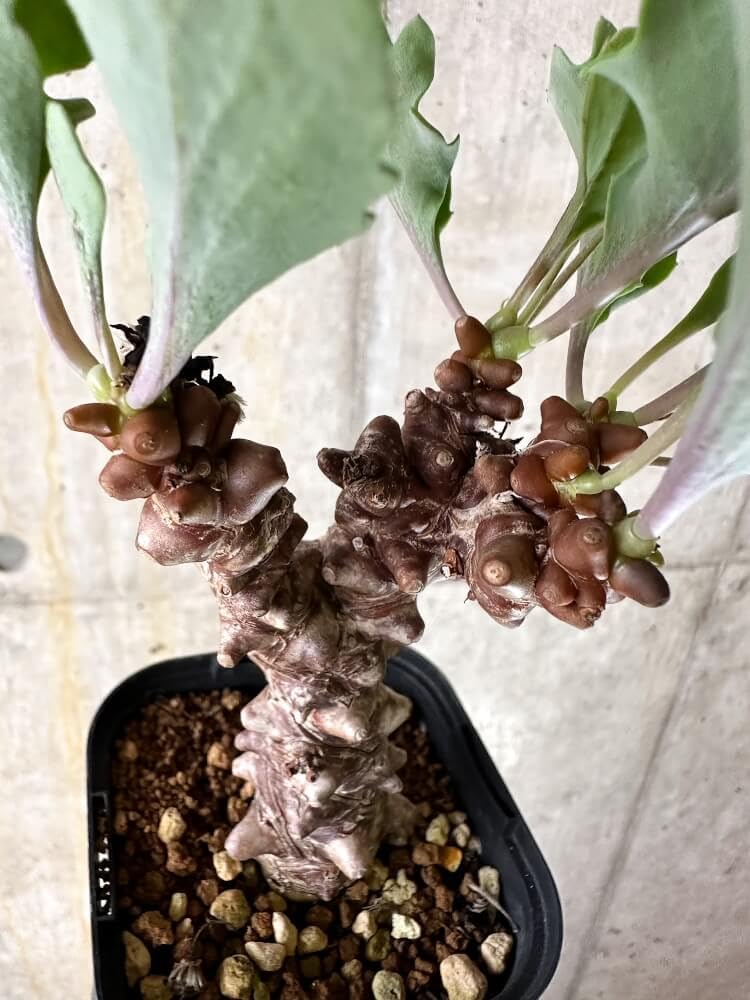 Amazon｜【現品限り】オトンナ・ヘレー 蛮鬼塔【Q49】 Othonna herrei