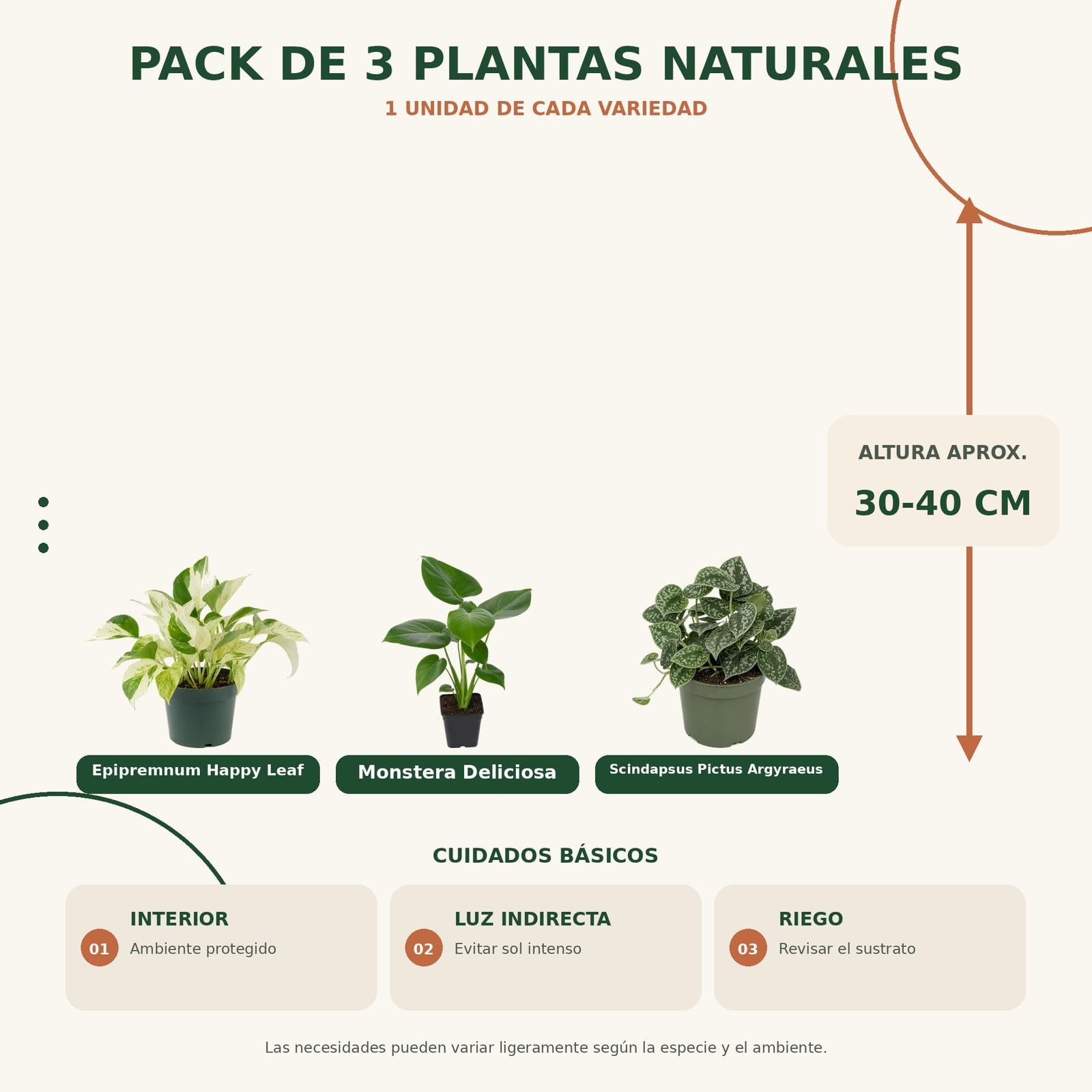 DECOALIVE Selección 3 Plantas de Interior: Siluetas y Formas Botánicas