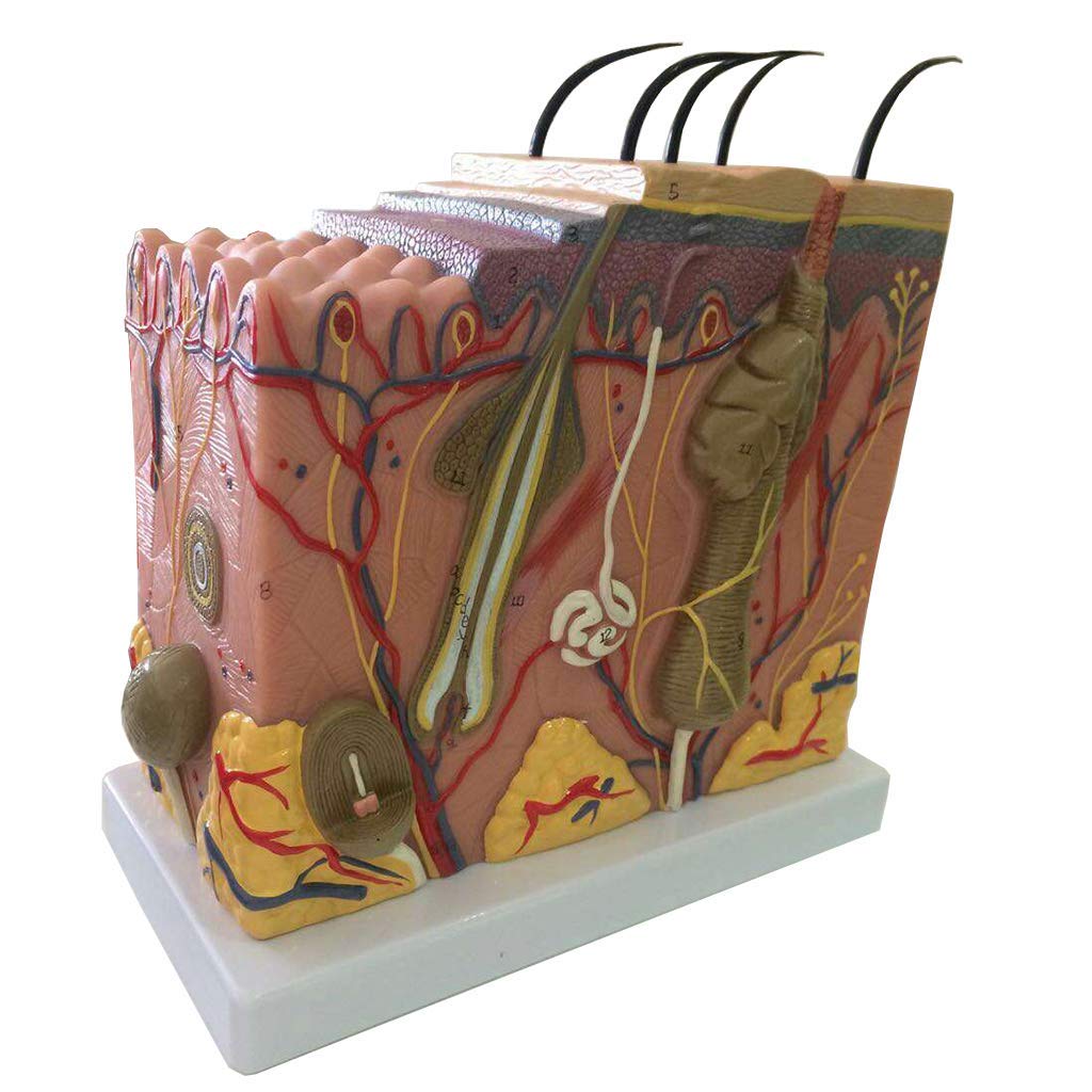50X élargie Peau Modèle - Modèle de Peau Anatomical médicale - Matériel PVC Humain Structure des Tissus de la Peau Modèle Anatomique - pour l'affichage Étude d'enseignement