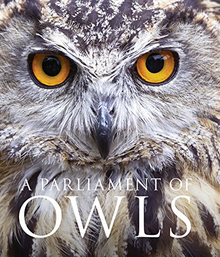A Parliament of Owls (English Edition)