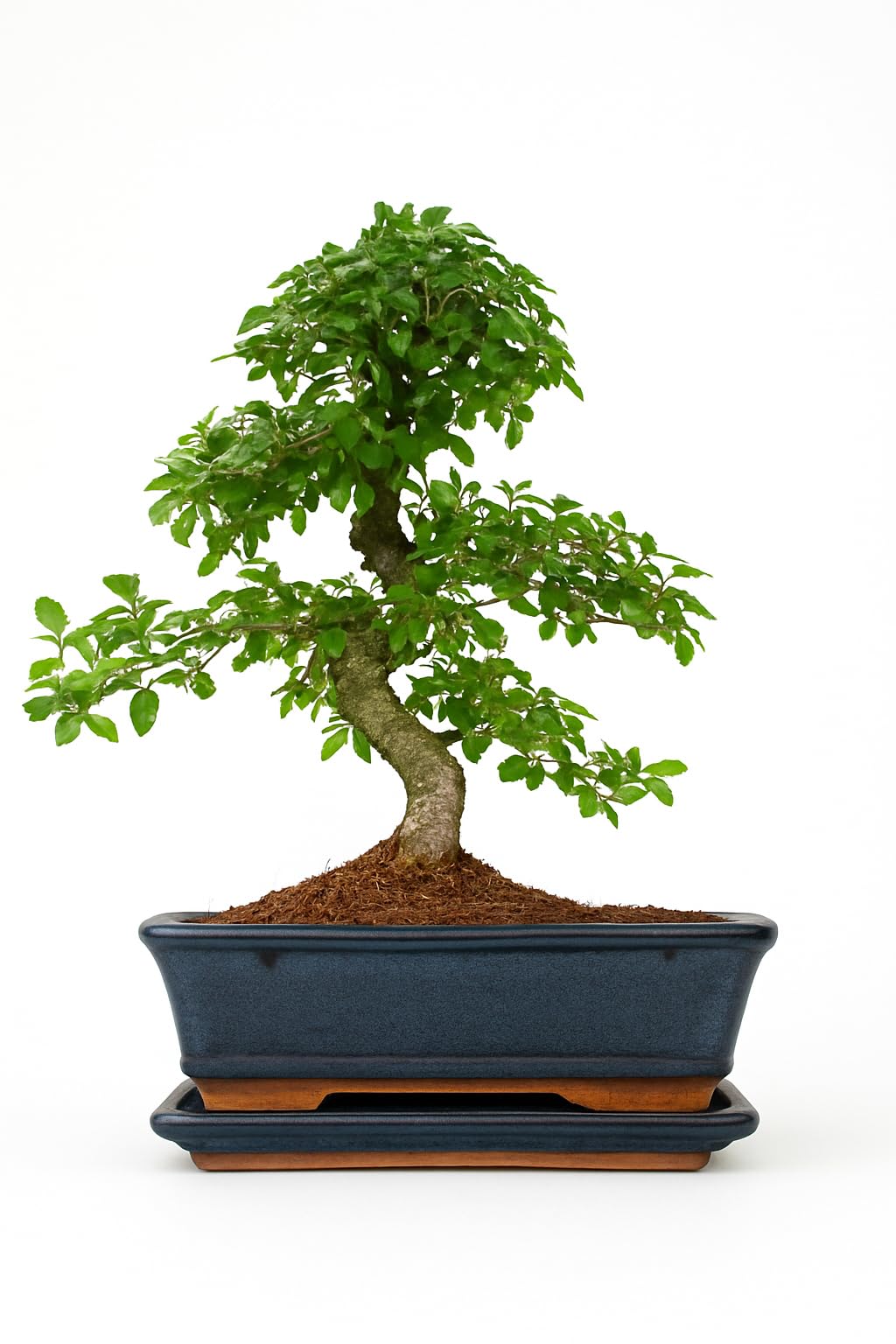 Chinese Elm Bonsai Tree - You Choose (9yr Chinese Elm)