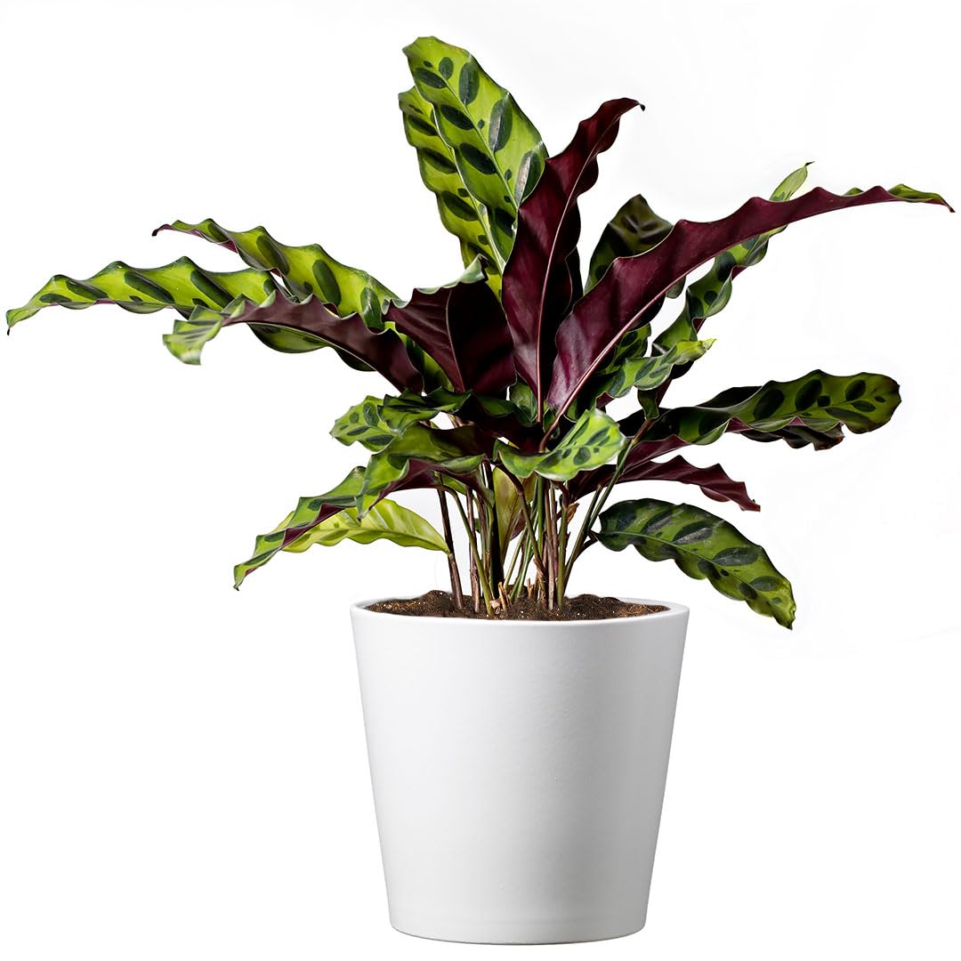 American Plant Exchange Calathea Rattlesnake – 6-Inch with Pot Cover – Live Pet-Friendly Indoor Houseplant with Wavy Green Leaves for Low-Light Homes, Offices, Bedrooms & Shelf Décor