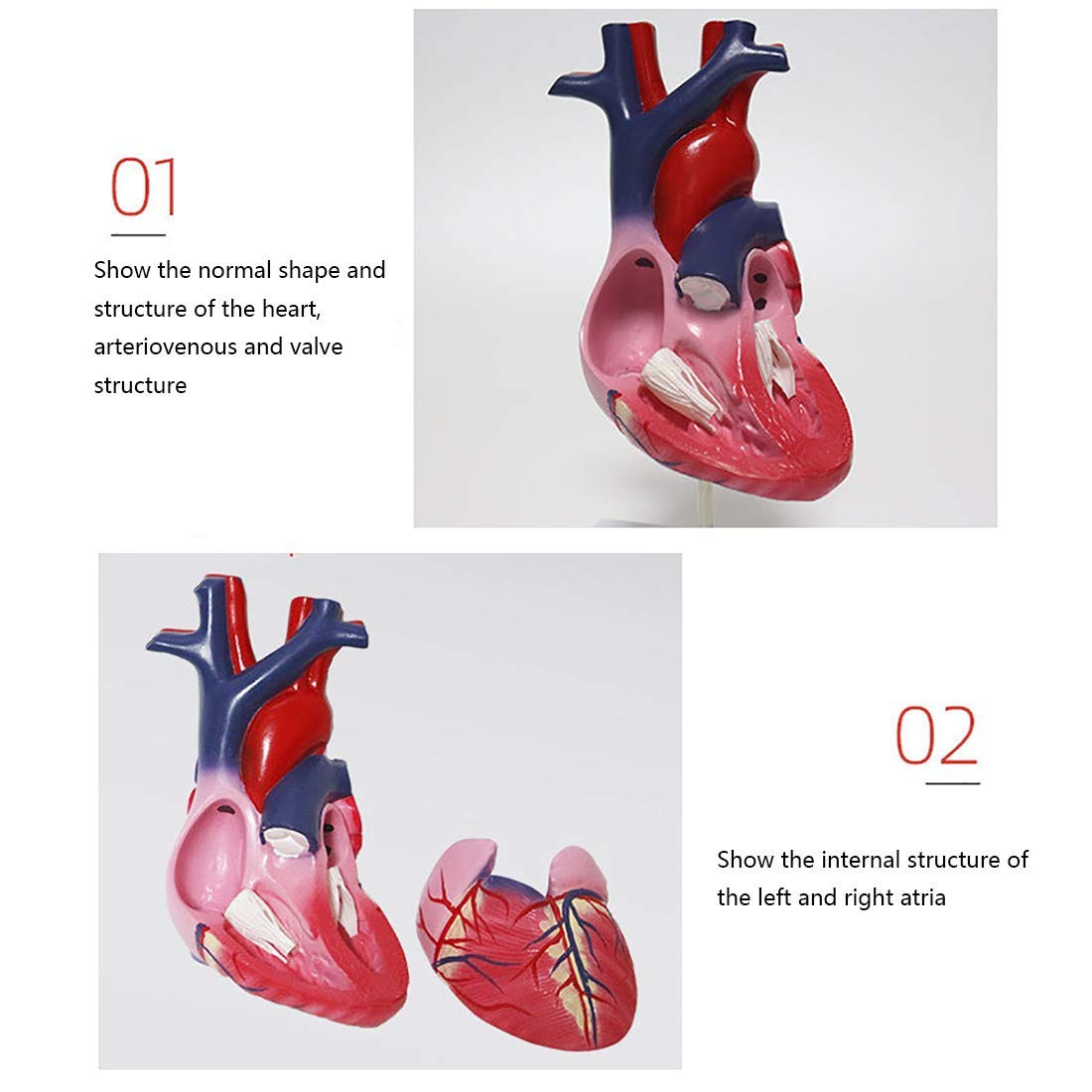 Modello di Cuore Anatomia, Formato di Vita Modello Cuore Umano Anatomia elementare 2 Parti Modello di Cuore per la Scienza Display Strumento didattico