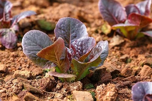 Miniatura 4 de Semillas de lechuga romana súper roja (Lactuca sativa) – Más de 1,000 semillas de reliquia sin OMG de Isla's Garden Seeds, hojas rojas vibrantes,