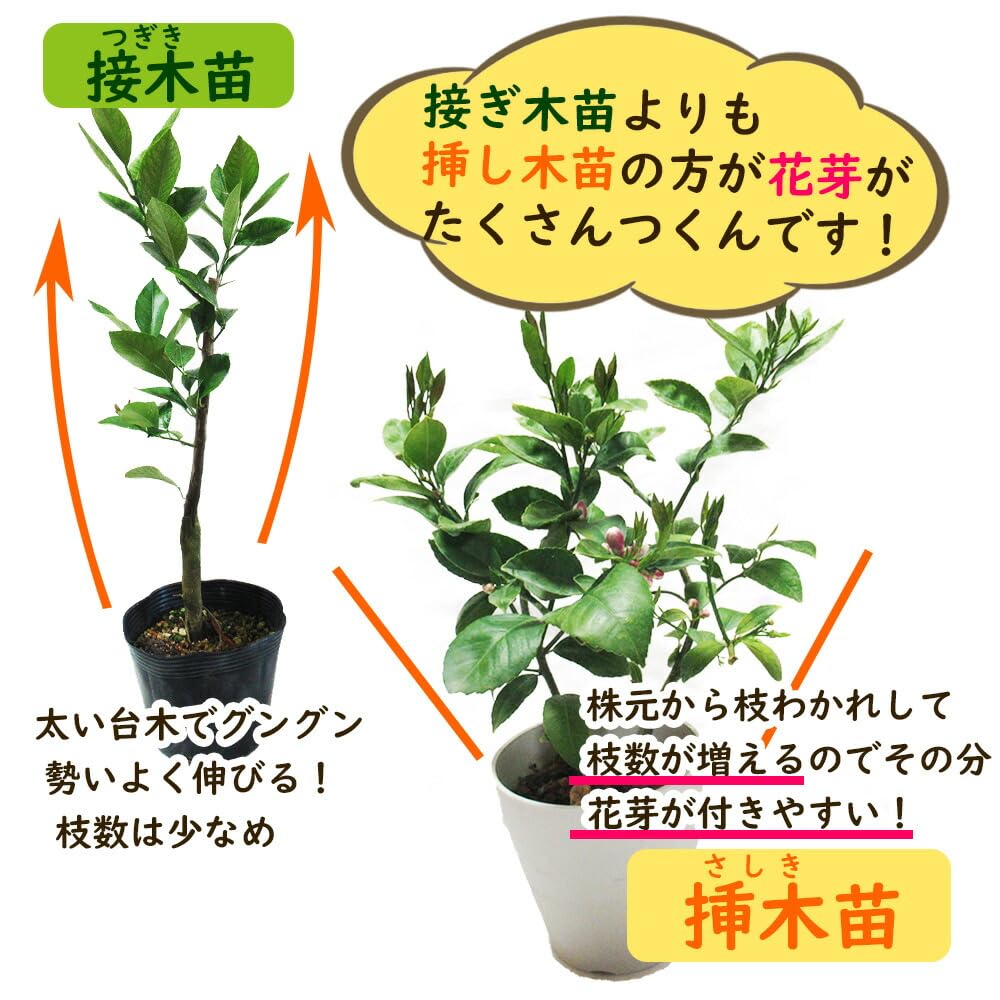 Amazon.co.jp: 【 植え替え不要 】選べる鉢色 とげなしレモン