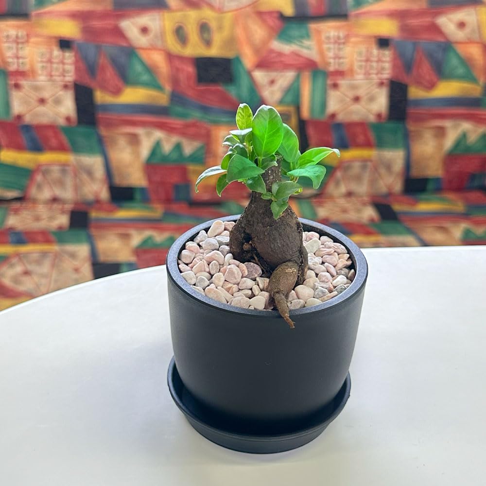 ガジュマル27 現品】ガジュマル 7号 白セラアート鉢（3）Ficus microcarpa (F. retusa)