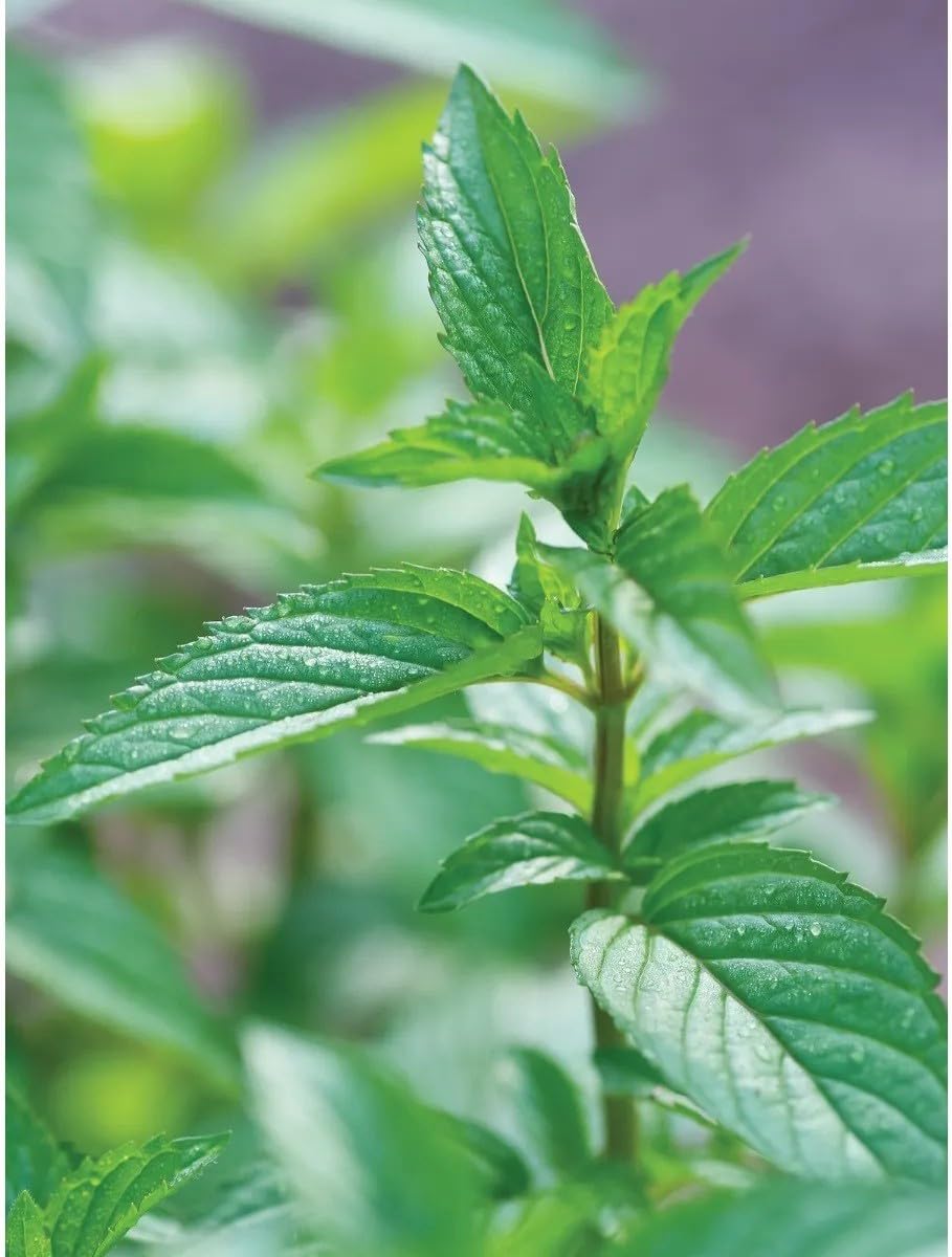 Willvine Mint, Peppermint-XLR-8X-image-19