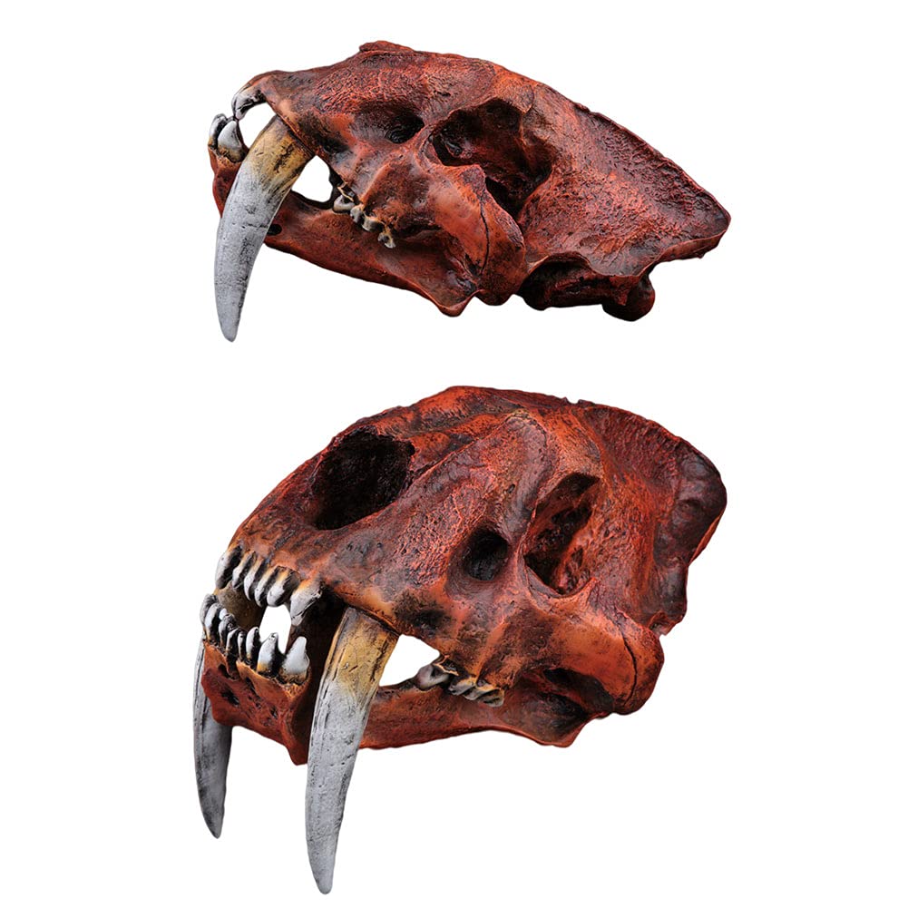 Amazon.co.jp: セイバートゥース タイガー 猫 化石 頭蓋骨 像 長