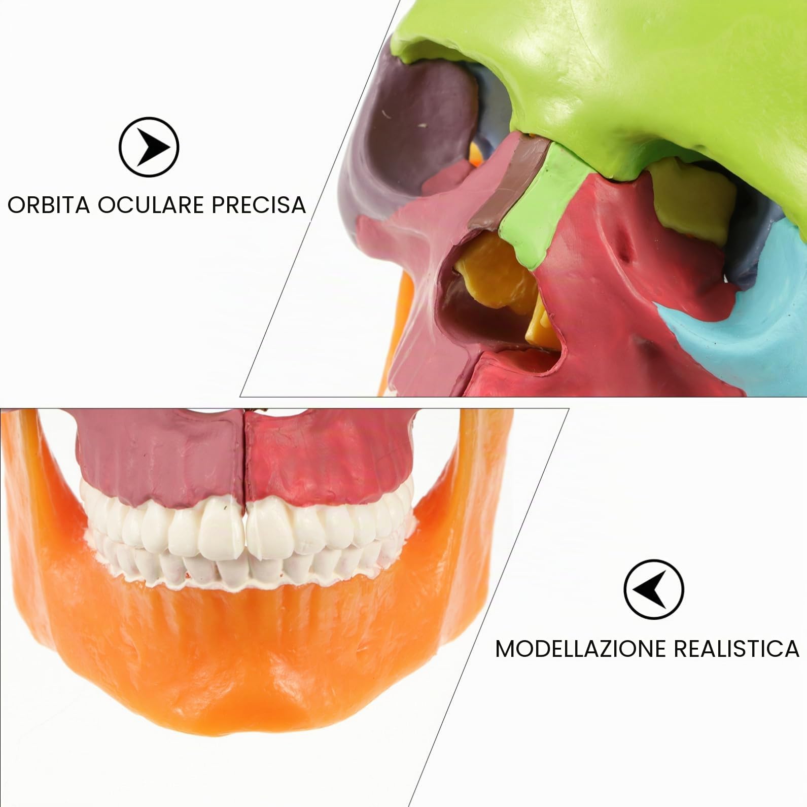 iplusmile Modellino di Teschio, Modello di Cranio, 22 Pezzi, Modello di anatomia del cranio, Smontabile Skull Cervello Medica della Testa del Cranio Modello per Studente di Medicina