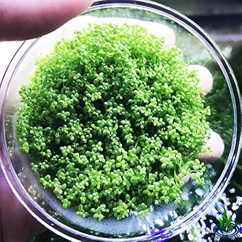 Greenpro Dwarf Baby Tears Hemianthus Callitrichoides Java Moss Live Aquarium Plants Freshwater Fish Tank Vitro TC Cup Cover