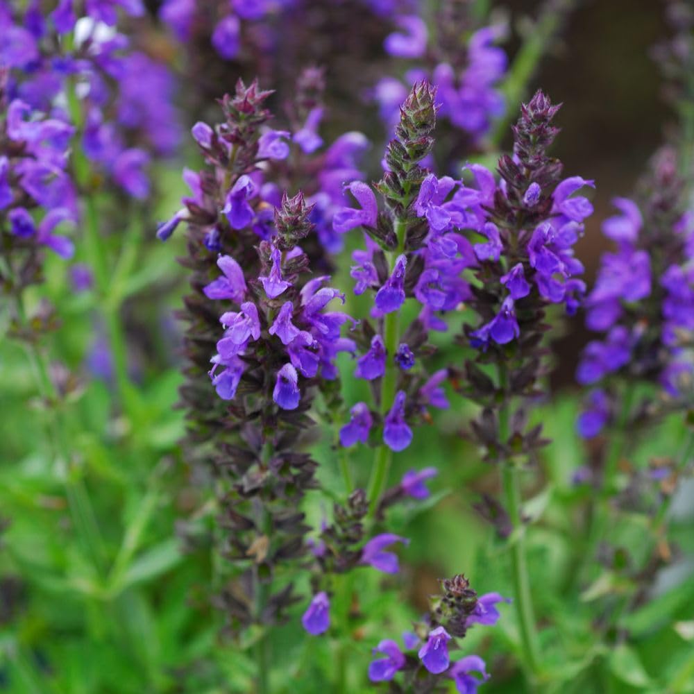 Salvia nemorosa 'Marcus' – Hardy Perennial Garden Plant – Deep Indigo Flower Spikes – Compact, Bee Friendly, Drought Resistant – Ideal for Wildlife Gardens 9cm Pot x 1 by Thompson & Morgan