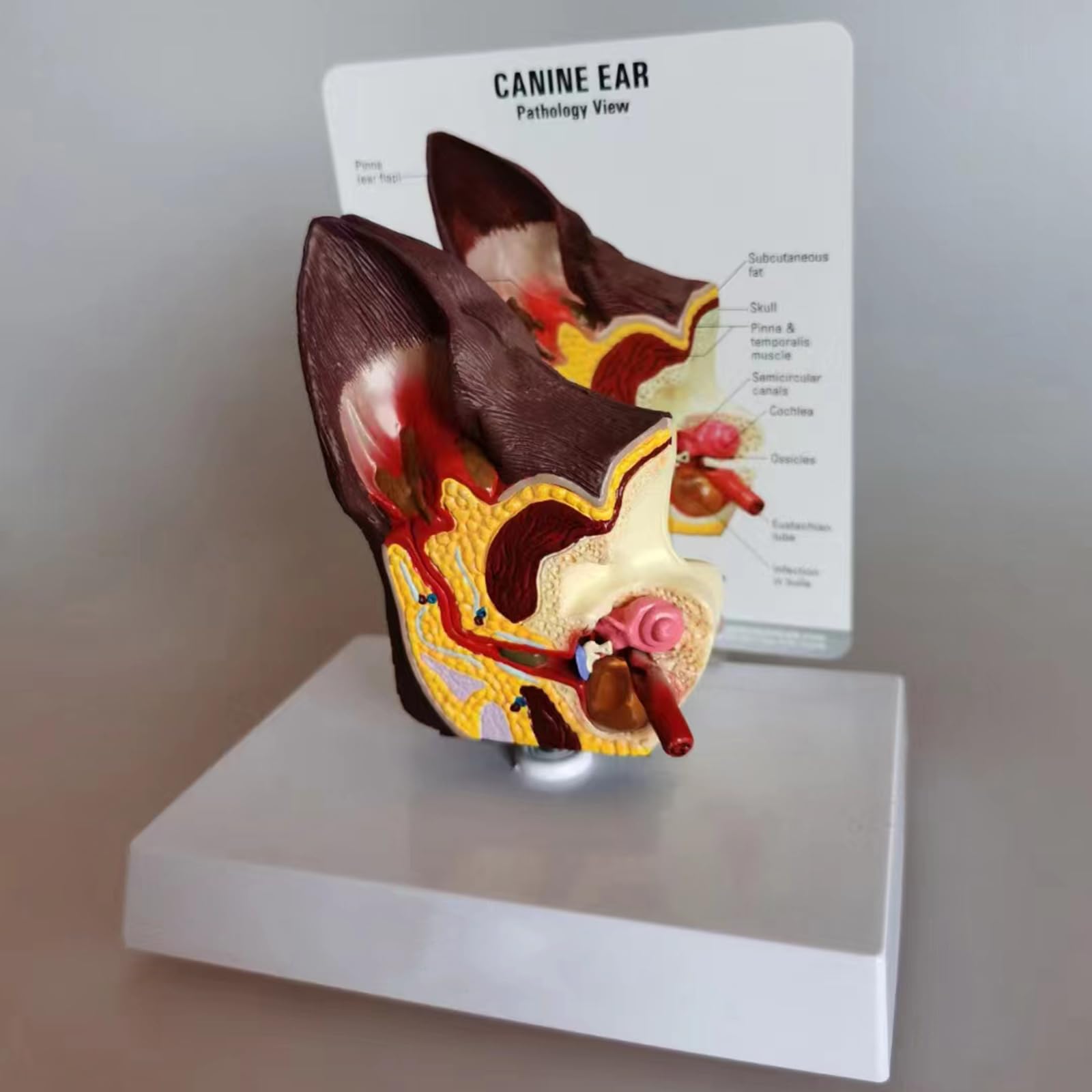 Model ucha psa Anatomia - Anatomiczny model ucha 3D - do szpitala dla zwierząt domowych Materiały edukacyjne Prezenty, mięso, 20 cm