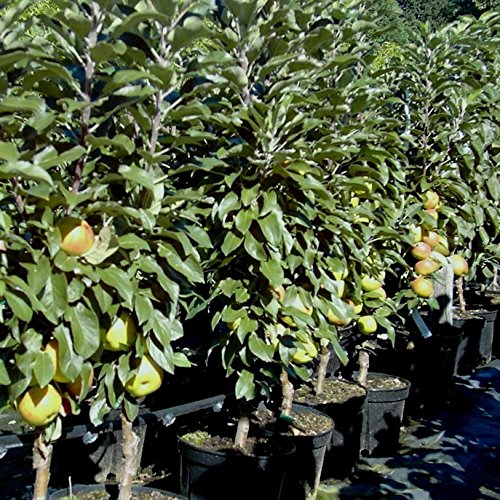 Säulenapfel Berbat - Süßer Französischer Apfelbaum Ca. 80-120cm Im 7,5L Topf