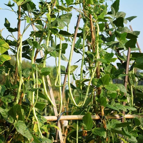 500 piezas medir semillas de frijol - de jardín semillas bonsái resistentes para jardín, cama elevada para balcón hortalizas hortalizas