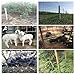 Farm Fence, 4ft x 100ft Heavy Zinc Coating Cattle Fence Galvanized Field Fencing Different Mesh Opening for Vegetables, Garden Fruits & Animals Enclosure