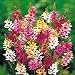 Ixia hybrid mix Twinkle Toes - 60 flower bulbs