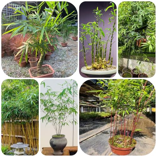 bambus winterhart schnellwachsend, nachhaltige produkte bambussamen winterharte grünpflanzen bamboo, bambuspflanze, geschenke für gärtner kräuterpflanzen 600pcs