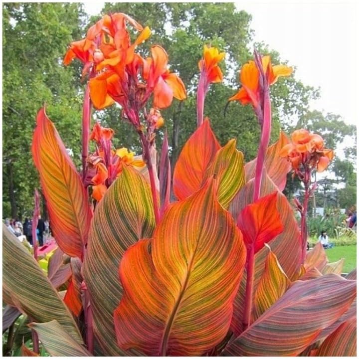 Canna Blumenrohr Farbe Sorte Menge zur Auswahl Weiß Gelb Rot Rosa Bunt Mehrfarbig Orange Mix Knollen Onion Winterhart Mehrjährige Rhizom (Durban Orange 1 Stk.)