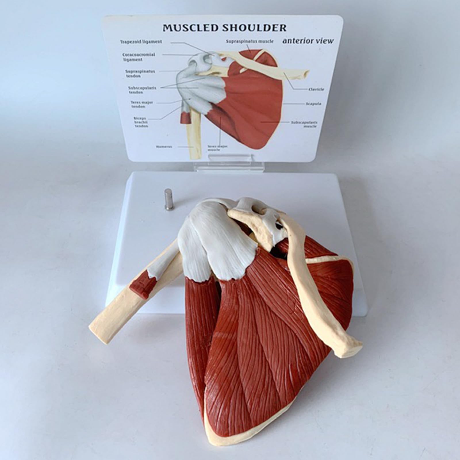 Model Ludzkiej Łupki Przyłączonej Do Mięśnia Klawiarki, Model Anatomii Szkieletu, Naukowo Precyzyjny Medyczny Materiał Dydaktyczny