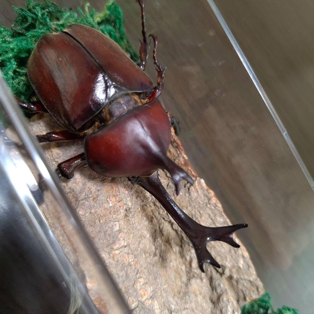 Amazon.co.jp: 特大レッド赤カブトムシ昆虫標本82mm頭角幅18mm