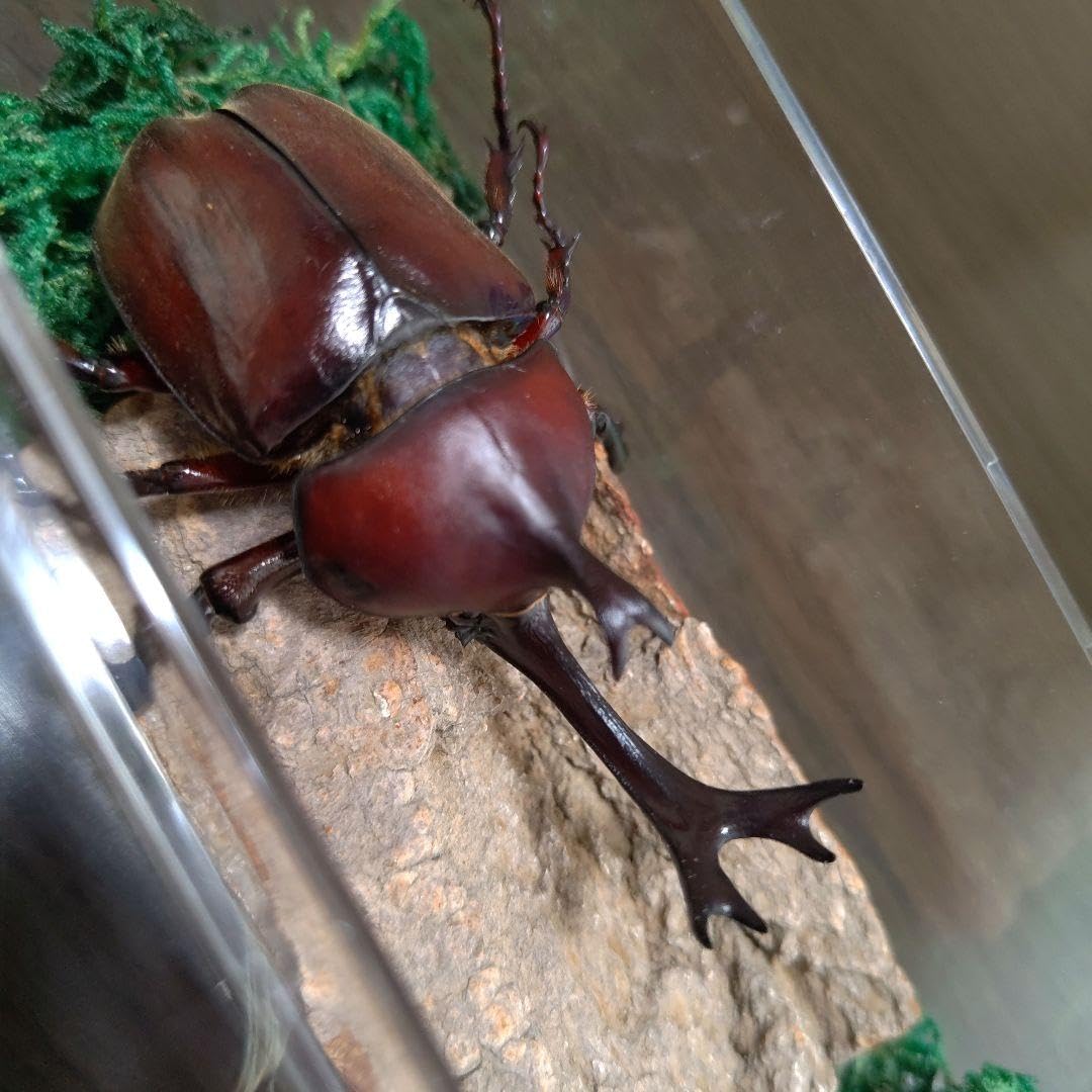 Amazon.co.jp: 特大レッド赤カブトムシ昆虫標本82mm頭角幅18mm