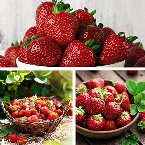 Strawberry Full Season Collection – 15 Bareroots Hardy Perennial Varieties for Extended Harvest – Homegrown Sweet & Juicy Fruits – Ideal for Gardens, Pots & Hanging Baskets by Thompson and Morgan