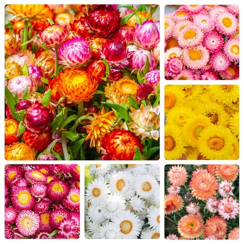 2550+ Perennial Strawflower Flower Seeds for Planting Outdoor-Non-GMO Heirloom Garden Decoration