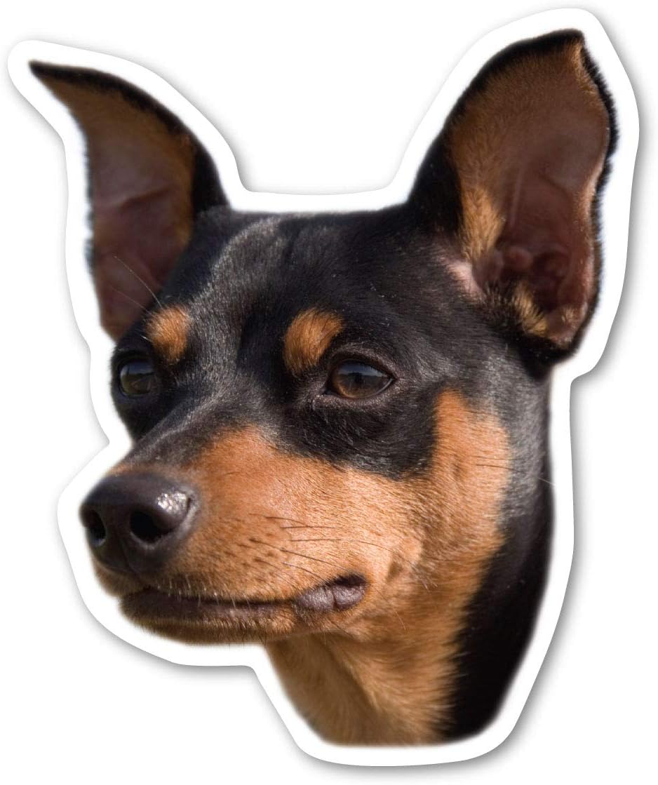 Magnet America Miniature Pinscher Dog is 4.875" x 4" Made for Vehicles and Refrigerators