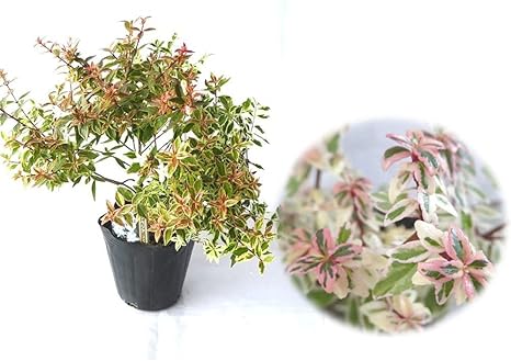 Amazon Co Jp アベリア コンフェッティ 1株 樹高約10cm 7 5cmポット アベリア コンフェティ ハナツクバネウツギ ハナゾノツクバネウツギ 生垣 グランドカバー グラウンドカバー グラウンドカバープランツ 斑入 目隠し 庭木 多年草 ホーム キッチン