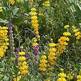 Las semillas de altramuz son perennes y resistentes Adornos, resistentes al exterior altramuces de altramuz Balcón 50pcs