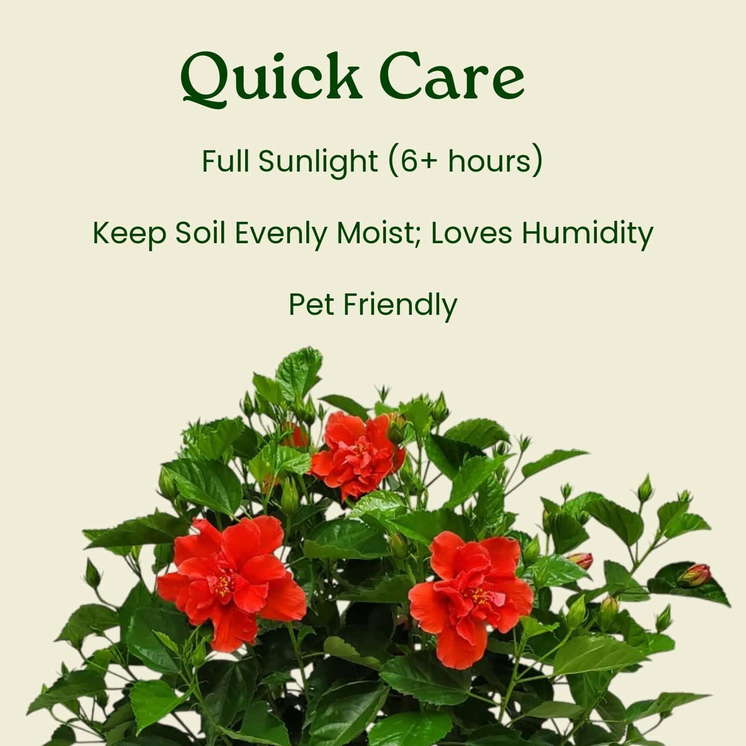 Double Red Hibiscus Bush, Overall Height 10" to 14", Live Tropical Hibiscus Plant (1 Gallon/6" Nursery Pot)