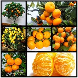 30 Pcs Citrus Seed Bonsai Mandarin Orange Seeds Edible Fruit Bonsai Tree Seeds Healthy Food Home Garden Easy to Grow