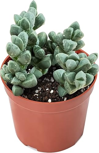 Sprout N Green Planta de hielo, suculenta de Corpuscularia lehmannii viva totalmente enraizada en maceta de inicio de 4 pulgadas, planta de casa
