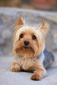 Jigsaw Puzzles 1000 Pieces Portrait of a Miniature Yorkshire Terrier Yorkie Wooden Puzzle Toys Games for Adults Family Party