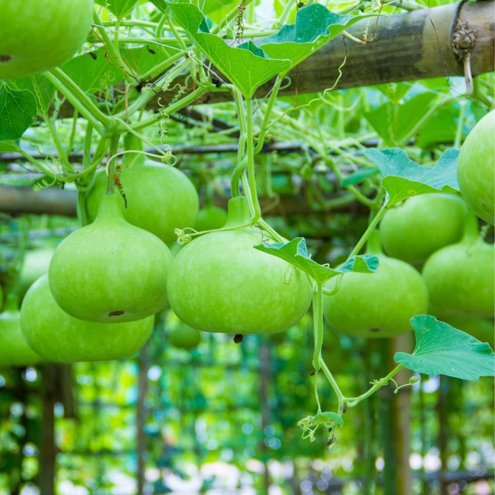 Renuka Nursery Bottle Gourd Seed(Pack of 10) (B0D8Y46G6C) Amazon Price History, Amazon Price Tracker