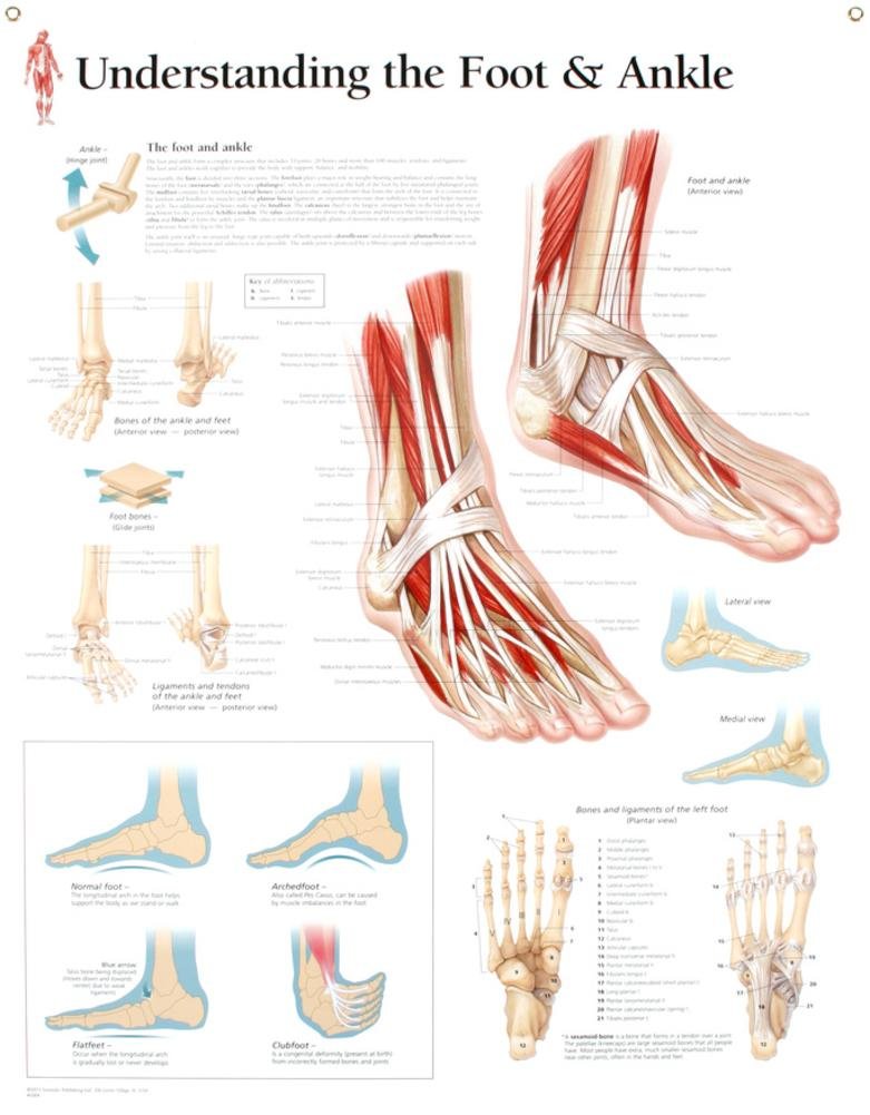 Understanding the Foot and Ankle: Amazon.co.uk: Scientific