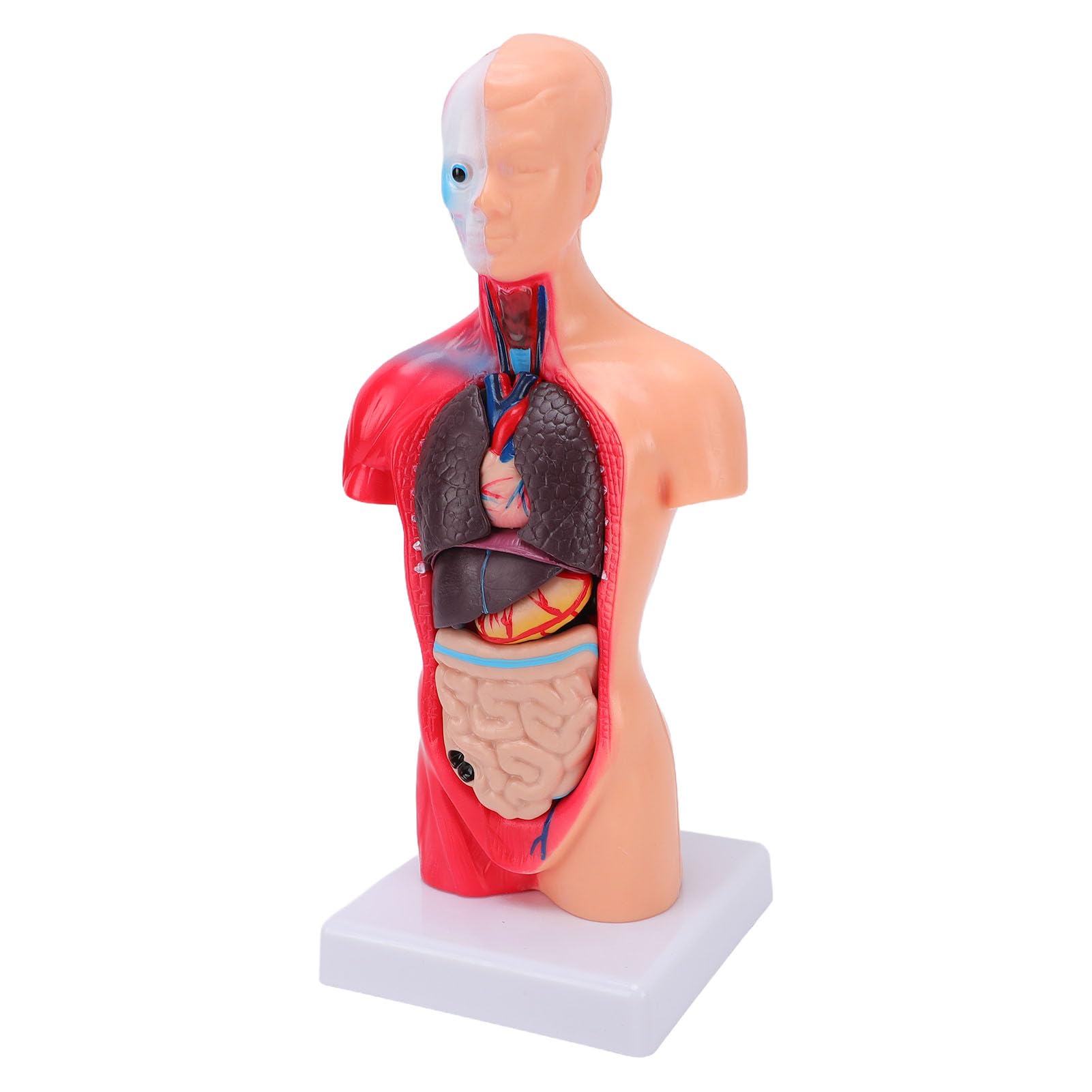 Generic Modelo Interactivo de órgano del Cuerpo Humano con Colores Vibrantes, Juguete Atractivo para Estudiantes de Secundaria y Primaria, Material de PVC