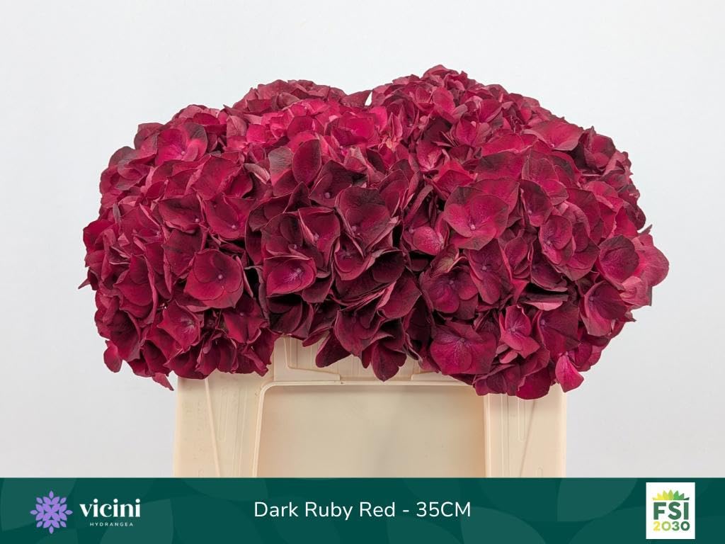 10x Hydr.mag.dark rubis 30cm