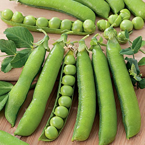 Creative Farmer Vegetable Seeds Green Peas Vegetable Seeds (Green) Seeds - Peas Seeds Seeds For Farming Home Garden Seeds (B07N47YV1D) Amazon Price History, Amazon Price Tracker