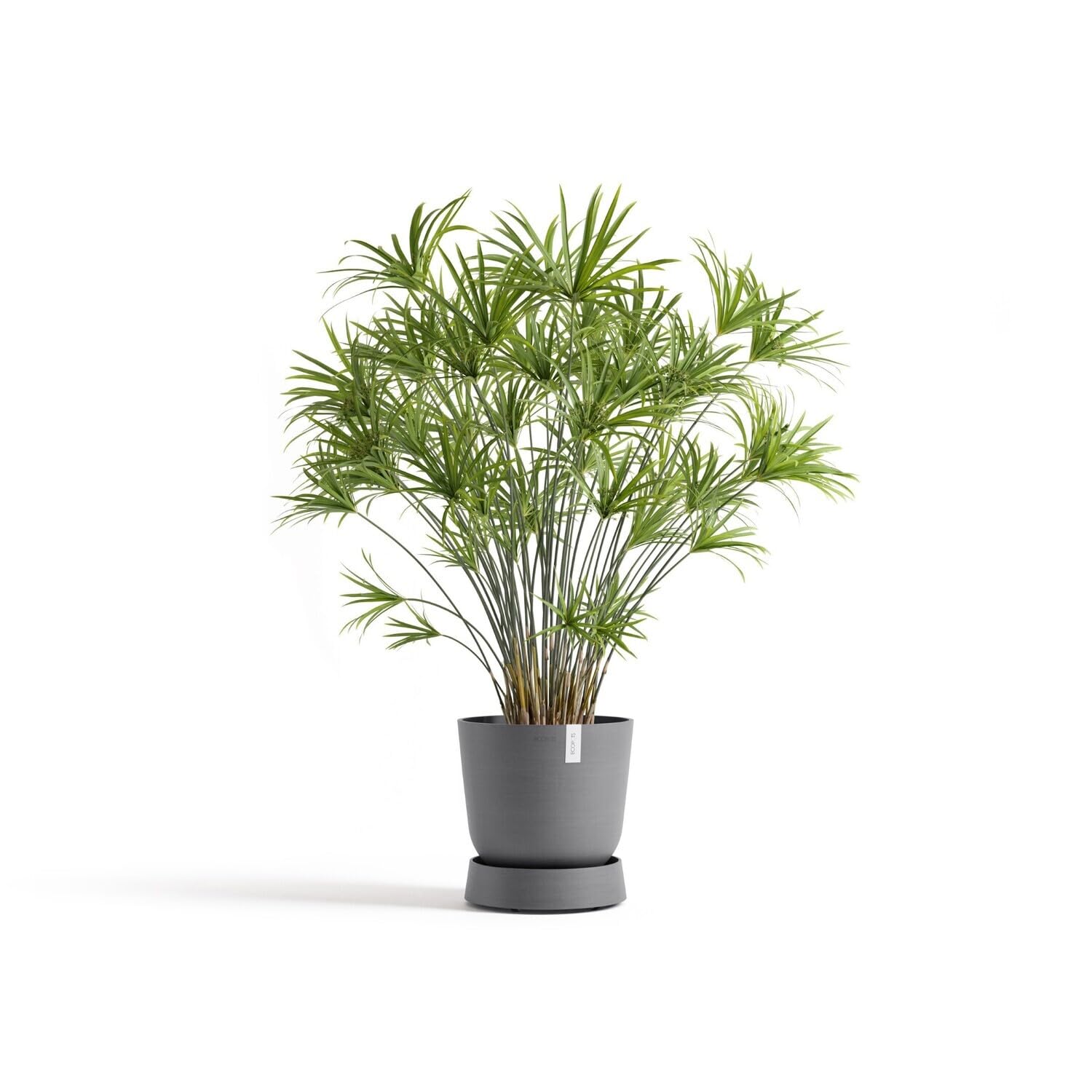 Ecopots Untersetzer rollbar für Blumentopf Oslo 55 grau rund - Durchmesser innen 43 cm/außen 50 cm - Unterteller mit Rollen für Pflanzentopf Pflanzenroller Topfuntersetzer Indoor Outdoor