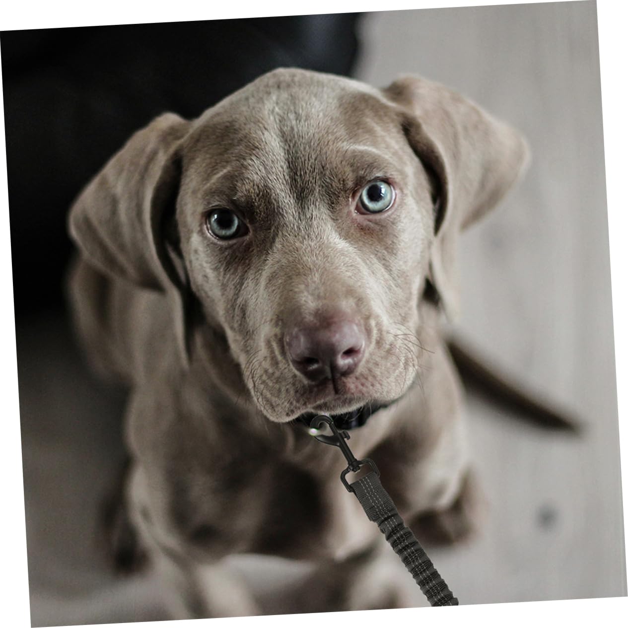 BESPORTBLE Confezione Da 3 Corde Di Trazione Per Famiglie - Guinzaglio Per Cani Con Catarifrangenti Di Sicurezza - Perfetto Per Passeggiate Allaperto in Casa E Con Animali Domestici
