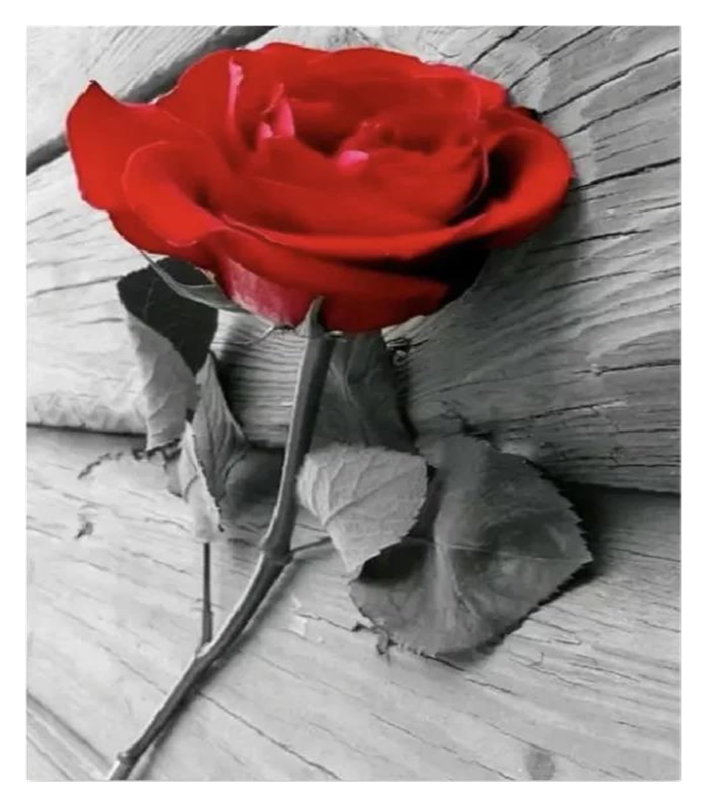 Impression sur toile rose rouge fleur de mer comme decoration de chambre