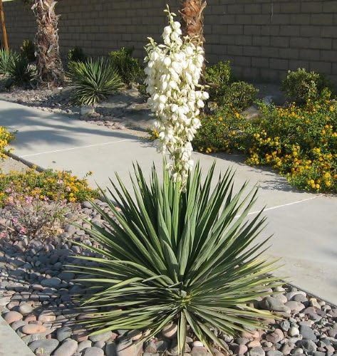 10 Yucca Plant Seeds