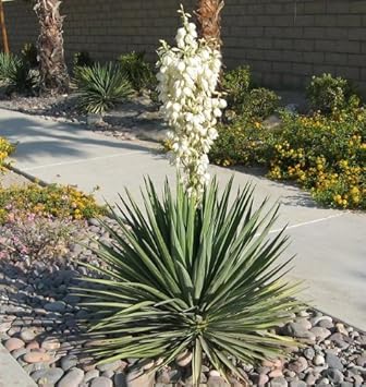 10 Yucca Plant Seeds