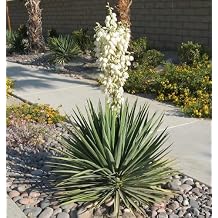 10 Yucca Plant Seeds