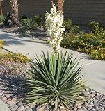 10 Yucca Plant Seeds