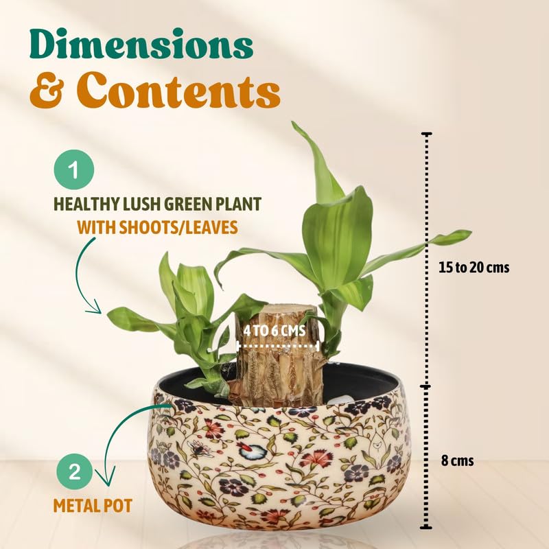 Image of Amulya FARMS Lucky Bamboo Brazil Wood Plant With Premium Floral Metal Pot - Live Indoor Plant for Home, Living Room, Office Decoration | Feng Shui Good Luck Rare Live Plant