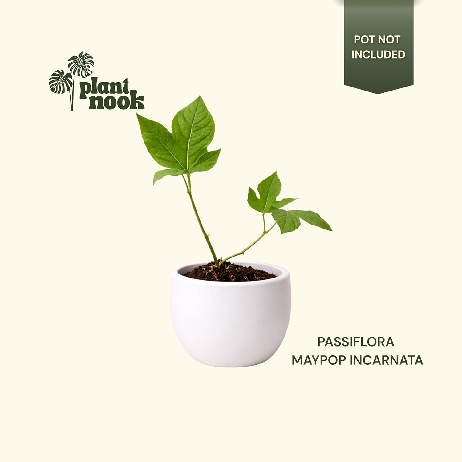 Maypop Passionflower Live Plant Starter Plug 2-Pack | Passiflora incarnata Hardy Vine | Purple White Blooms with Edible Fruit for Trellis & Full Sun Gardens