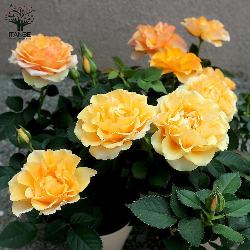 Amazon Co Jp マンダリナ コルダナ ミニバラ 4号鉢 品種で選べる薔薇苗 1個売り 学名 Rosa Hybrids バラ科バラ属 耐寒性落葉低木 花木 特徴 花径6 7cm 花色 アプリコット 咲き始めはオレンジで 開花が進むと平咲きになりアプリコットになり やがてベージュと